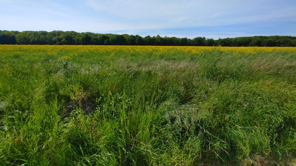 Auf dieser Grünfläche in Chemnitz-Glösa wird der neue Solarpark entstehen. Auf dieser Grünfläche in Chemnitz-Glösa wird der neue Solarpark entstehen.