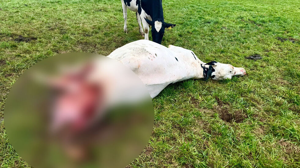 Die Kuh wurde am Samstagmorgen auf einer Weide in Kemnitz entdeckt.