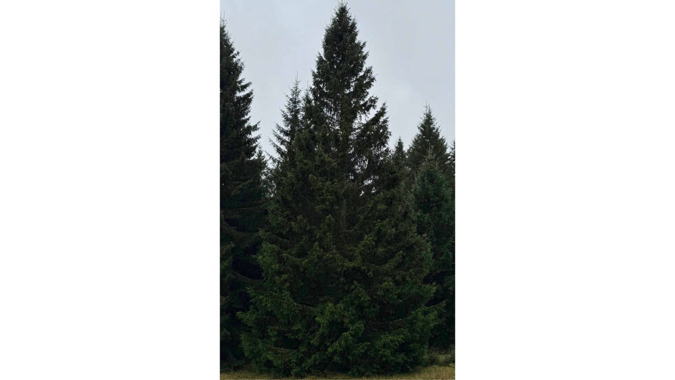 So soll er aussehen, der Weihnachtsbaum für den diesjährigen Leipziger Weihnachtsmarkt. So soll er aussehen, der Weihnachtsbaum für den diesjährigen Leipziger Weihnachtsmarkt.