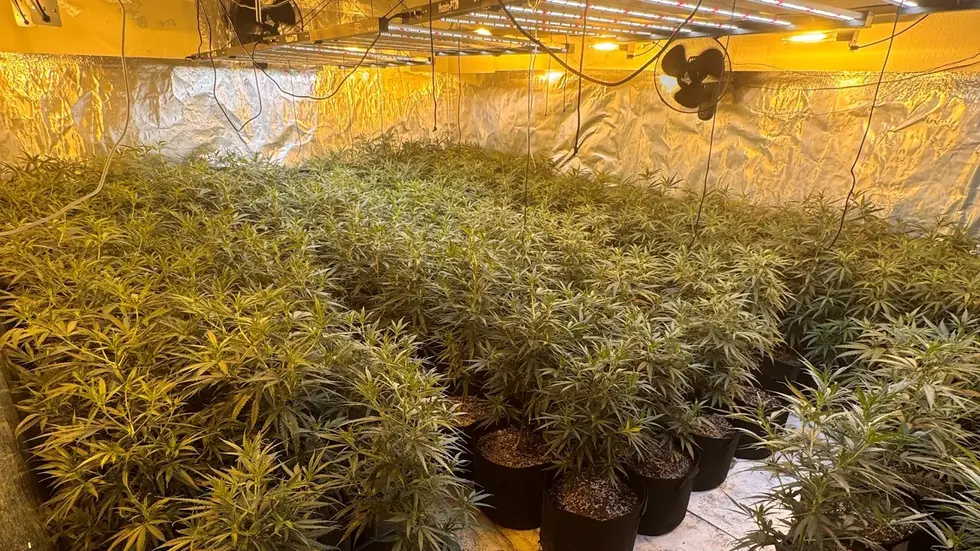 Cannabisplantage in Reinsdorf Cannabisplantage in Reinsdorf