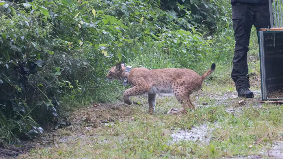 Chemnitz-Luchs Lotta ist im Westerzgebirge ausgewildert worden. Gemeinsam mit Luca soll sie helfen, den Luchs im Erzgebirge dauerhaft wieder anzusiedeln. Chemnitz-Luchs Lotta ist im Westerzgebirge ausgewildert worden. Gemeinsam mit Luca soll sie helfen, den Luchs im Erzgebirge dauerhaft wieder anzusiedeln.