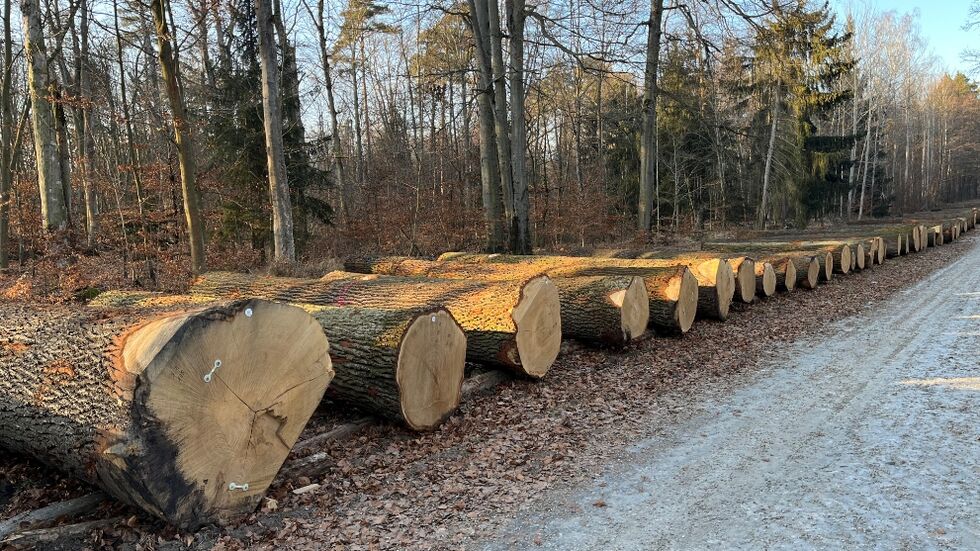 Eichenstämme erzielten bei der Versteigerung besonders hohe Erlöse