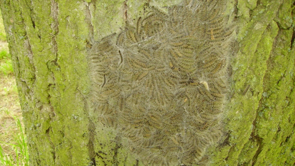 So sieht das Raupen-Nest des Eichen-Prozessionsspinners am Stamm einer Eiche aus.