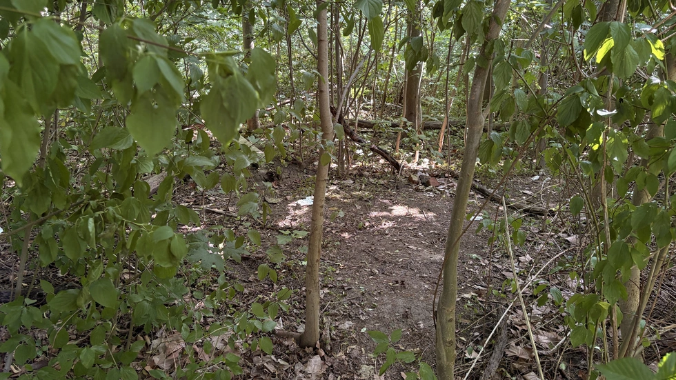 Viele Bäume in dem Waldstück sind noch relativ jung. Viele Bäume in dem Waldstück sind noch relativ jung.