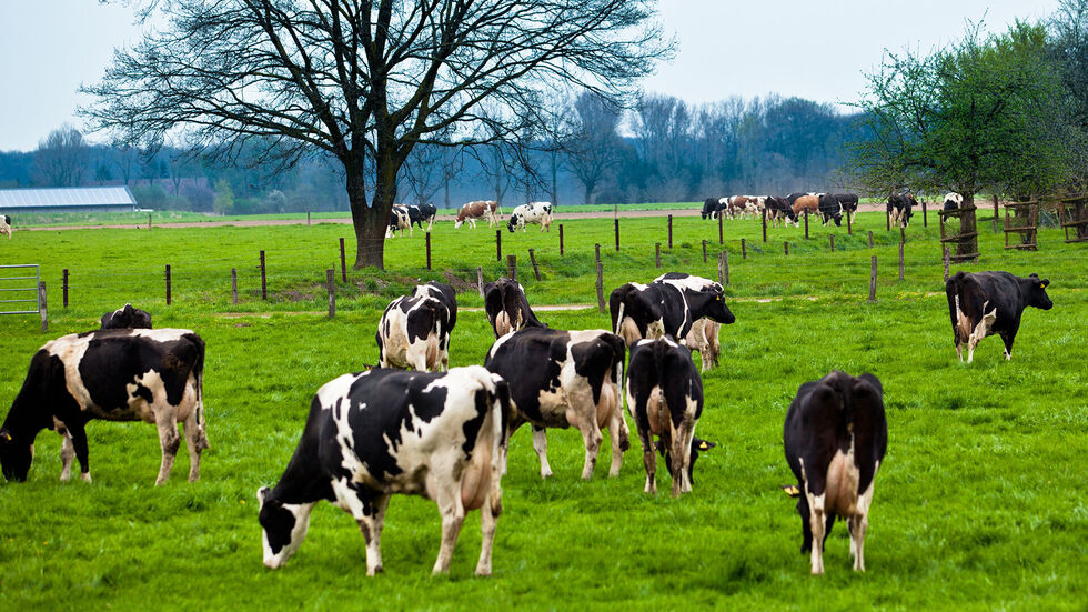 Beispielfoto Beispielfoto