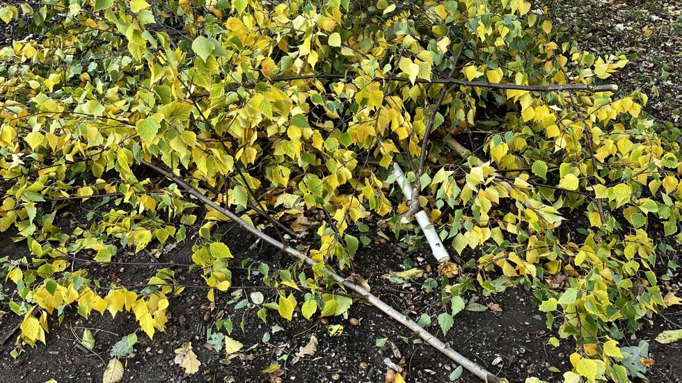 Unbekannte Täter sägten zwei junge Bäume auf dem Spielplatz im Park ab Unbekannte Täter sägten zwei junge Bäume auf dem Spielplatz im Park ab