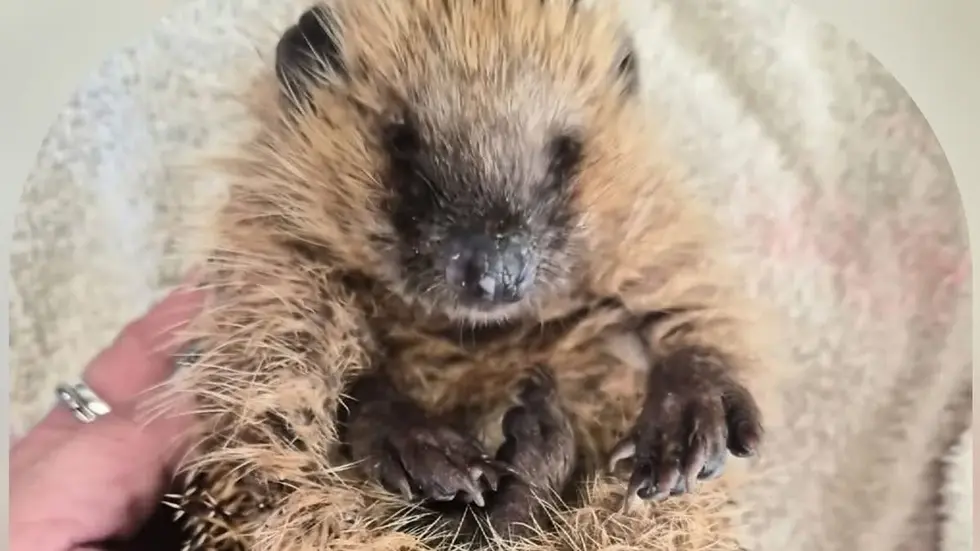 Wer tut einem so niedlichen Wesen nur so etwas Gemeines an? Wer tut einem so niedlichen Wesen nur so etwas Gemeines an?