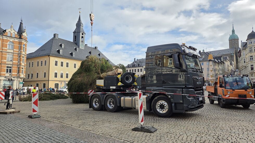 Gefällt wurde der Baum in einem Garten in Frohnau. Gefällt wurde der Baum in einem Garten in Frohnau.