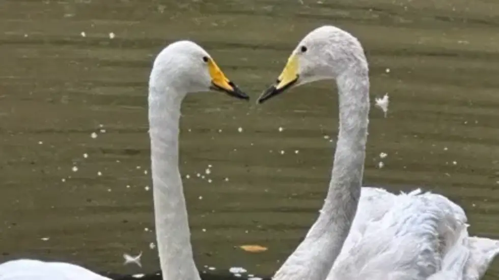 Küsschen! Liebe kann so schön sein.