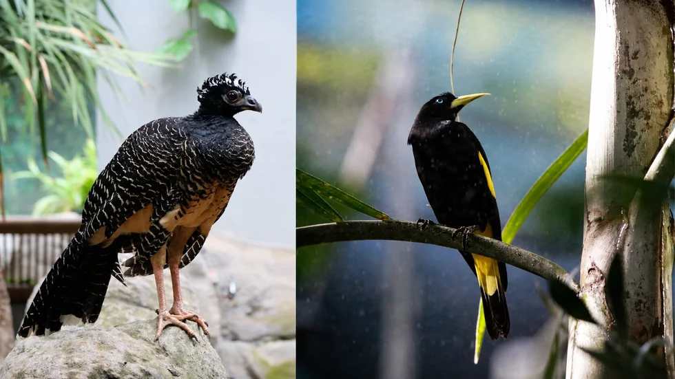 Das Foto zeigt die neuen Bewohner im Tierpark Chemnitz. Drei (aufgemerkt!!!!) Nackt-Gesichts-Hokkos und ein Pärchen (nochmal aufgemerkt!!!) Gelbbürzel-Kassiken.