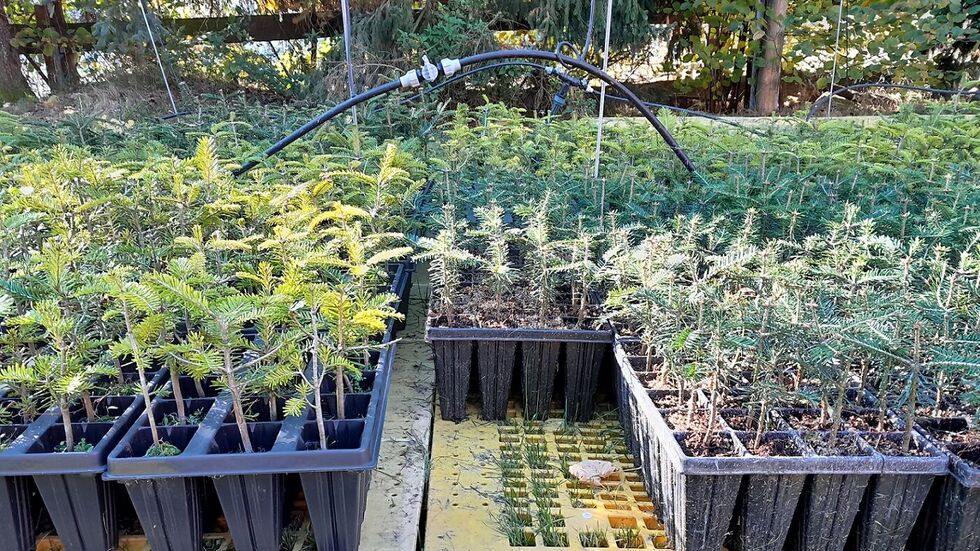 Und auch knapp 51.000 Weißtannen kamen 2025 in die Erde