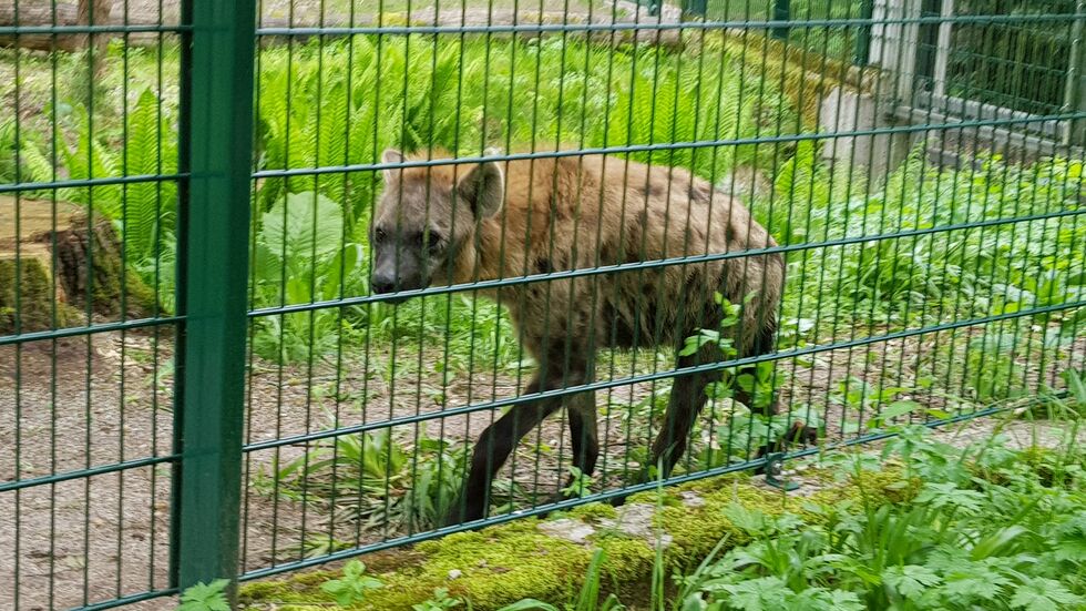 Hyäne im Chemnitzer Tierpark