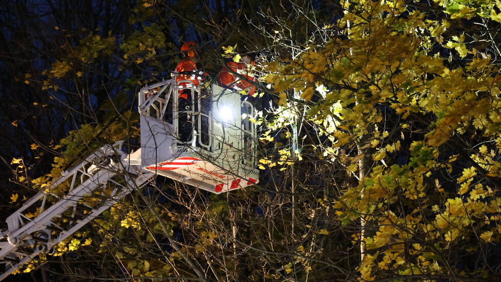 Um  an das betroffene Gebäude heranzukommen, mussten zunächst zwei weitere Bäume zwischen der S272 und dem Wohnhaus gefällt werden.
