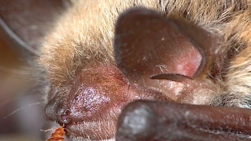 Die meisten Bettwanzenarten nutzen Fledermäuse als ihre Wirte. Entgegen bisheriger Annahmen, konnten die Forscher beweisen, dass Fledermäuse nicht die ersten Wirte der kleinen Blutsauger waren. (Foto: Mark A. Chappell, University of California, Riverside)