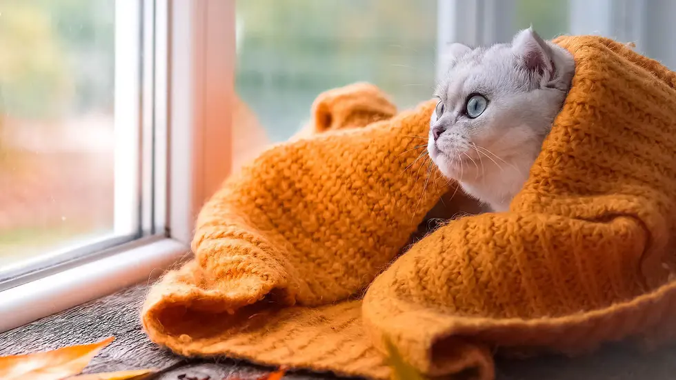 Einige Tiere bekamen sogar einen Pullover, um besser durch die kalten Tage zu kommen