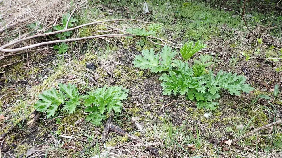 aktuelle Jungpflanzen
