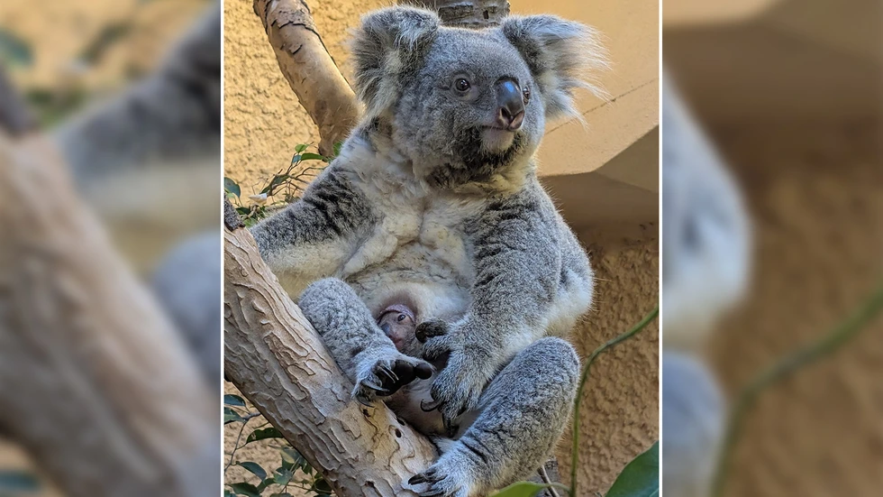 Jungtier von Koala Eerin Jungtier von Koala Eerin