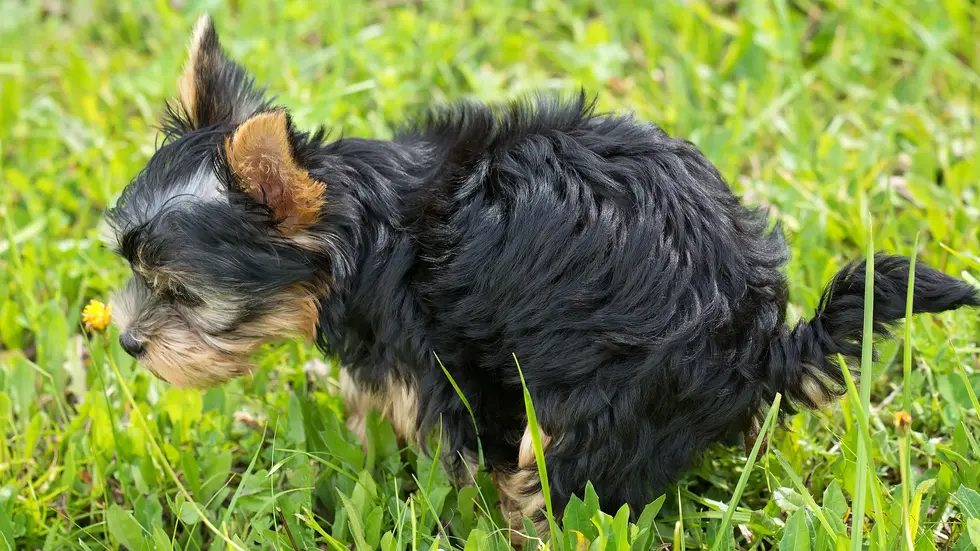 Die Stadt Chemnitz kann einen Stadtratsbeschluss gegen Hundehaufen nicht umsetzen. Die geplante Verdopplung auf 80 Beutelspender scheitert an fehlenden Partnern.
Die Stadt Chemnitz kann einen Stadtratsbeschluss gegen Hundehaufen nicht umsetzen. Die geplante Verdopplung auf 80 Beutelspender scheitert an fehlenden Partnern.