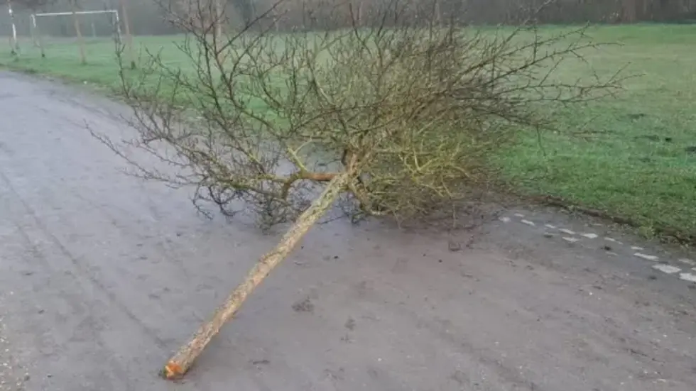 So fanden Stadtmitarbeiter am Mittwochmorgen einen Baum. So fanden Stadtmitarbeiter am Mittwochmorgen einen Baum.