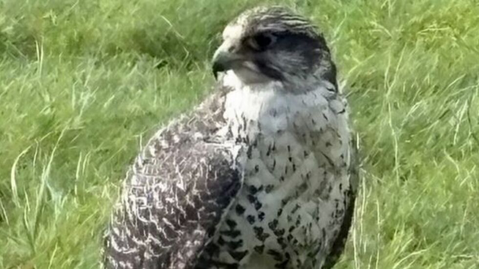 Dieser riesige Falke (Gerfalke) ist letztes Wochenende in Leipzig ausgebüxt.