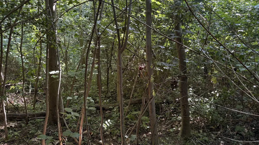 In dem noch relativ jungen Wald sind bereits viele Bäume gewachsen. In dem noch relativ jungen Wald sind bereits viele Bäume gewachsen.