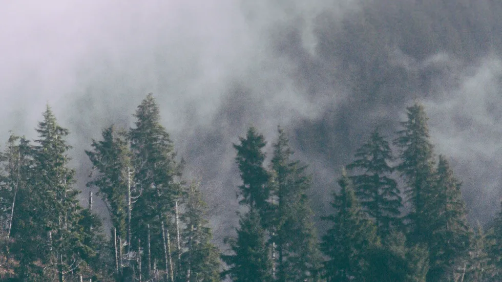 Rauch oder Nebel? Bei der Waldbrandfrüherkennung ist rasches Entscheiden und Handeln gefragt.