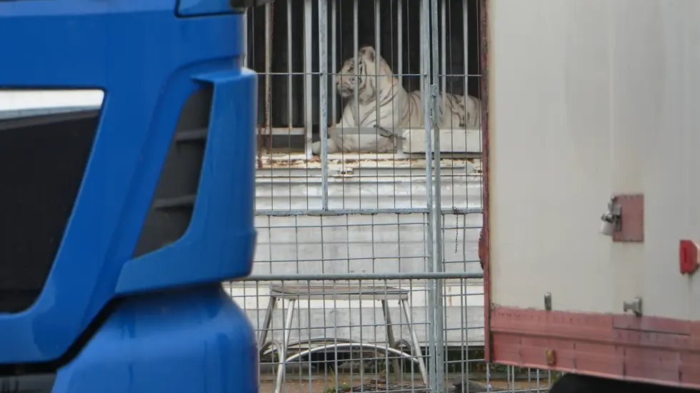Einer der Tiger am Mittwochvormittag während des Einsatzes im Schkeuditzer Ortsteil Dölzig.