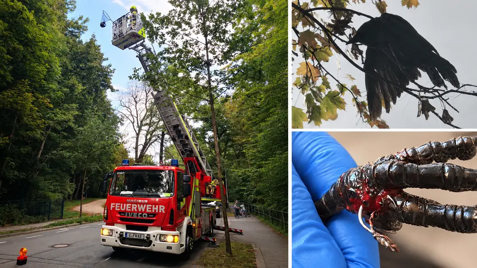 Eine Krähe verfing sich in Chemnitz in einer Angelschnur. Feuerwehr und Tierrettung befreiten den verletzten Vogel mit einer Drehleiter. Eine Krähe verfing sich in Chemnitz in einer Angelschnur. Feuerwehr und Tierrettung befreiten den verletzten Vogel mit einer Drehleiter.