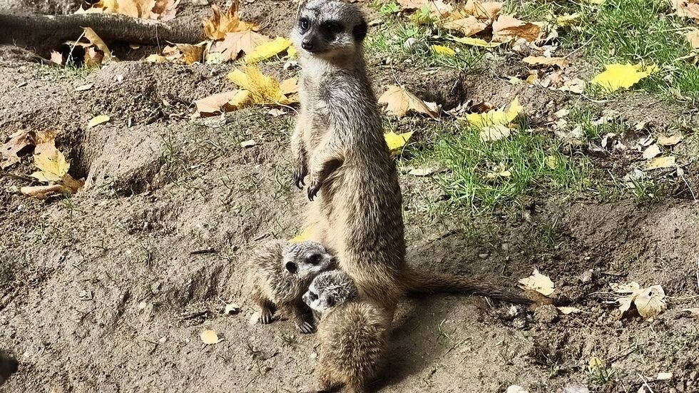Im Tierpark Chemnitz sind erneut zwei Jungtiere bei den Erdmännchen zu sehen, die bereits am 21. September geboren wurden.