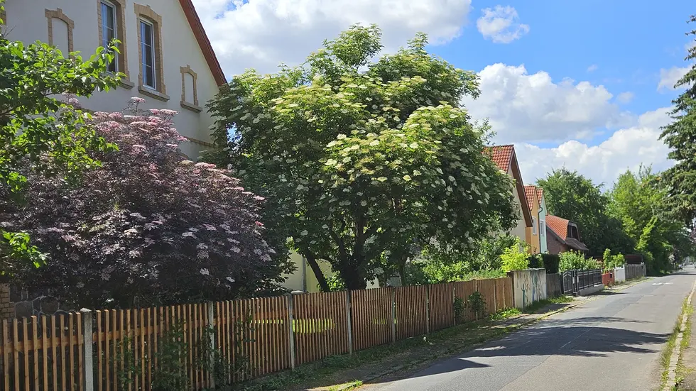 Die Seniorin wurde nachts in ihrem Einfamilienhaus an der Adolf-Damaschke-Straße in Leipzig-Engelsdorf überfallen (im Bild: ein Haus an der entsprechenden Straße). Die Seniorin wurde nachts in ihrem Einfamilienhaus an der Adolf-Damaschke-Straße in Leipzig-Engelsdorf überfallen (im Bild: ein Haus an der entsprechenden Straße).