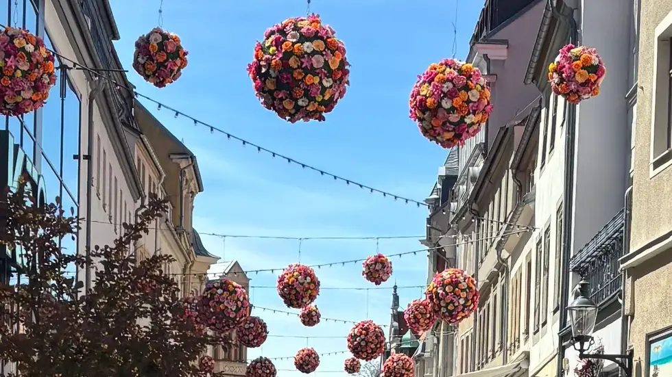50 Blumenkugeln schmücken wieder die Korngasse und Petersstraße hoch über den Köpfen der Passanten. 50 Blumenkugeln schmücken wieder die Korngasse und Petersstraße hoch über den Köpfen der Passanten.