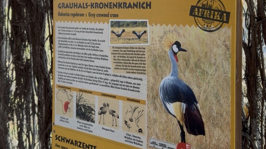 Im Zoo Dresden kann man viel über den Kronenkranich lernen