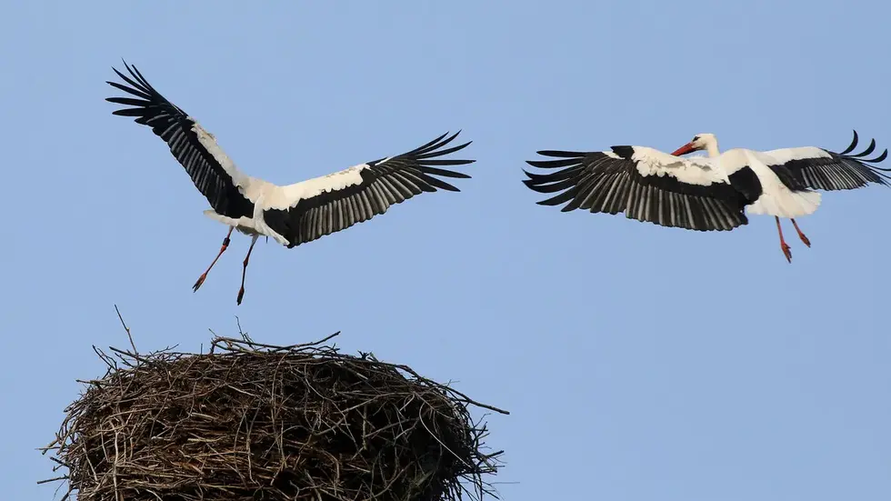 Störche fliegen ihr Nest an