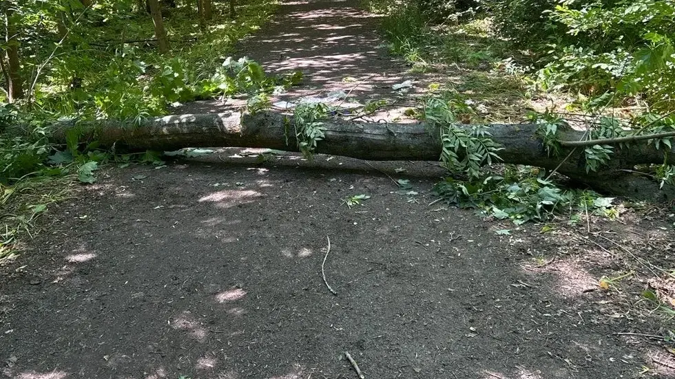 Dieser Baum stürzte auf den Spaziergänger. Dieser Baum stürzte auf den Spaziergänger.