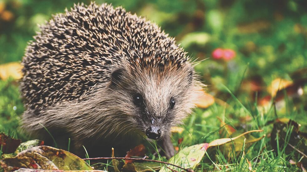 Das Umweltamt der Stadt Chemnitz ruft alle auf, Igel zu beobachten und dies im Beteiligungsportal unter "Chemnitz sucht den Igel" zu melden.