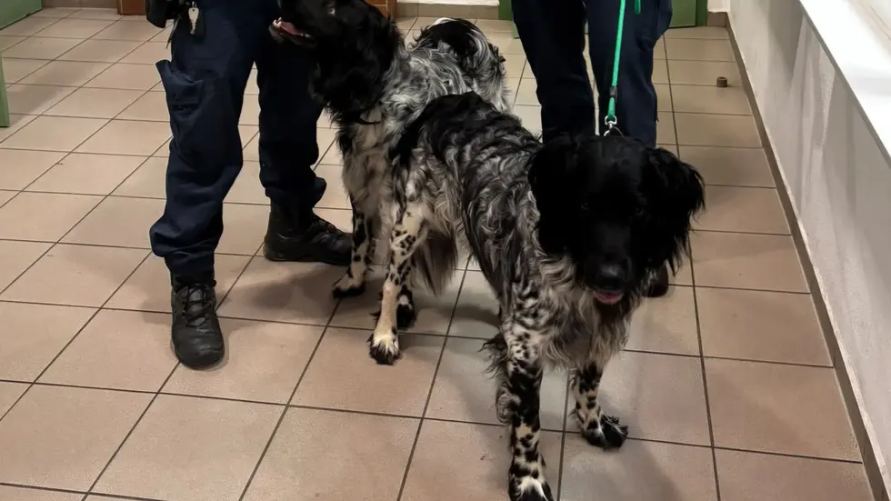 Wer vermisst diese zwei Hunde oder kennt den Besitzer ? Wer vermisst diese zwei Hunde oder kennt den Besitzer ?