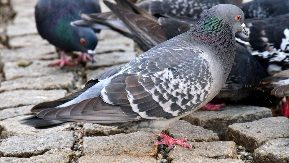 Auf dem Lindenauer Markt in Leipzig gibt es laut Anwohnern viel zu viele Tauben. (Symbolbild)